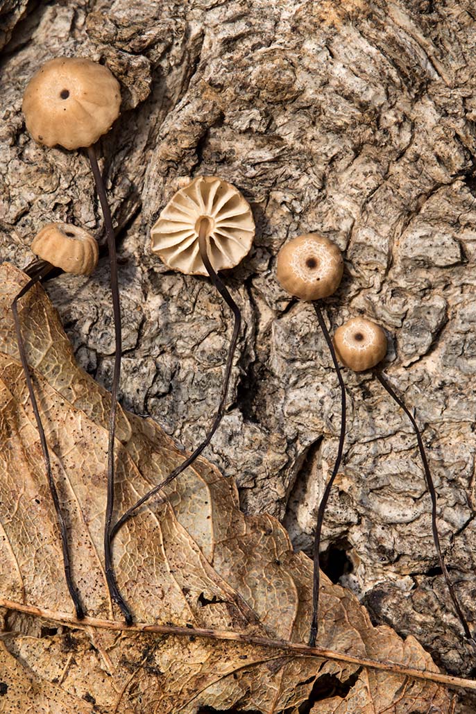 Marasmius